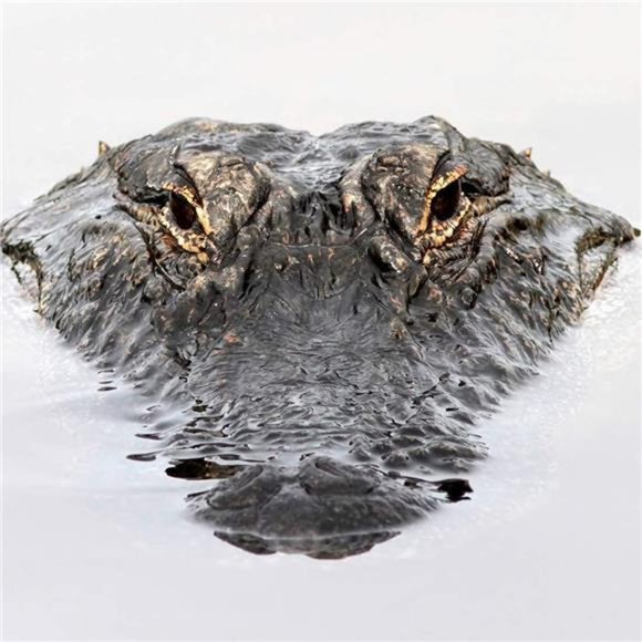 Pond Floating Alligator Head Decoy,Outdoor Pools Float Fake Gator Head Deterrent - Picture 2 of 6